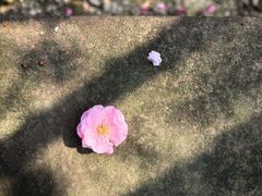 -望江楼公园