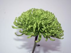 -杭州植物园