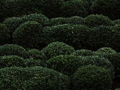 -龙坞茶村