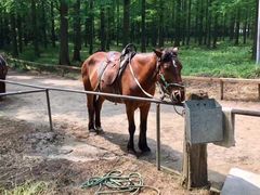 -崇明东平国家森林公园烧烤房车露营地
