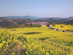 -桑洲油菜花景区