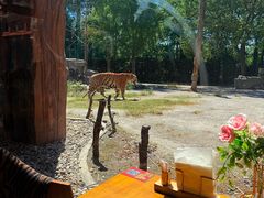 -上海野生动物园老虎餐厅