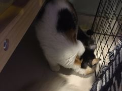-平行世界·猫咖(首经贸店)