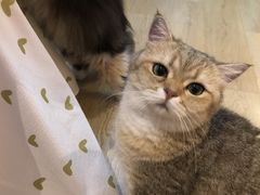 -Meowの猫咖(万家丽店)