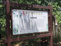 -御林古桑园