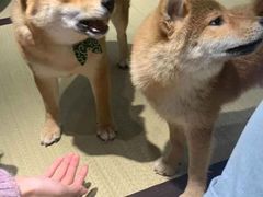 -逗柴咖啡屋·狗咖猫咖宠物桌游