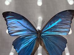 -明洞阿姨·韩式酱蟹烤肉·创意料理(方庄店)