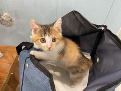-纳吉亚猫专科动物诊疗中心(蒋宅口分院)
