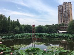 -陈家山荷花公园
