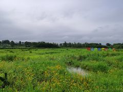 -大塘金香草谷