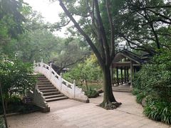 -金花茶公园
