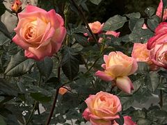 -人民公园(罗湖区)