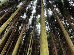 -武陵山森林公园