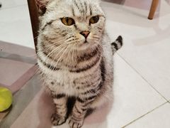 -Heymao猫咖.咖啡厅(东门店)