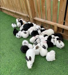 -萌宠亲子动物乐园(槐房万达店)