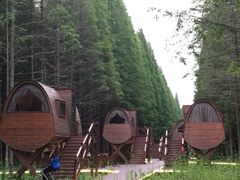 -黄海国家森林公园