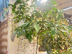 -双季花艺园艺市场(浦东店)