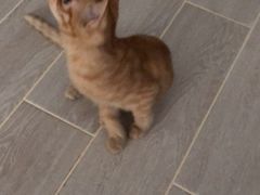 -佳怡动物医院·平价24小时·猫专科骨外科
