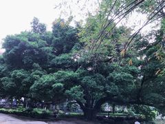 -晓港公园
