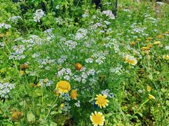 -神光山国家森林公园