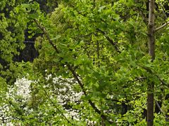 -铁山坪森林公园