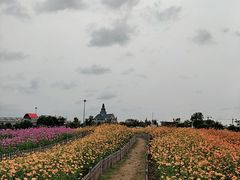 -荷兰花海