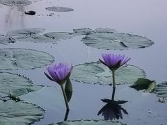 -白洋淀景区