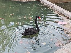 -西苑公园