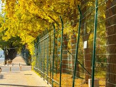 -三里屯东五街银杏大道