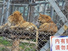 -横道河子东北虎林园