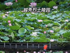 -大湾区中央湿地公园