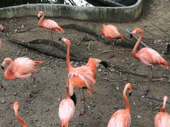 -清迈夜间动物园