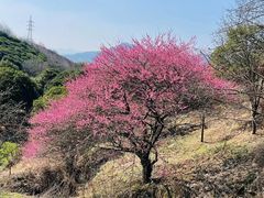 -新建村梅花