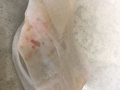 -喜多萌中农锦绣动物医院24H·猫科·牙科MRI·CT