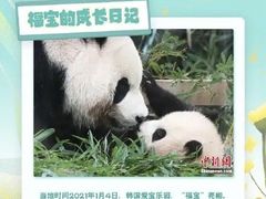 -卧龙中华大熊猫苑神树坪基地