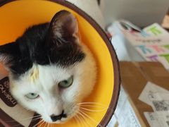 -御宝贝·A梦猫科宠物医院(国际猫友好医院)