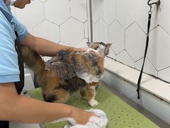 -瑞鹏宠物医院犬猫全科(真大分院)