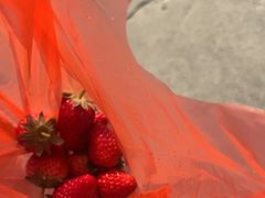 -胜丰草莓采摘园