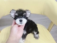 -萌宠之家·腊肠犬·马尔泰·小体犬舍