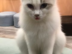 -BABIT巴比特宠物(MOMOPARK店)