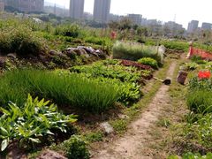-大亚湾红树林城市湿地公园