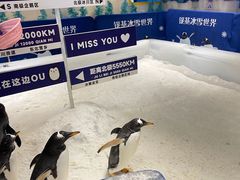-郑州银基冰雪世界