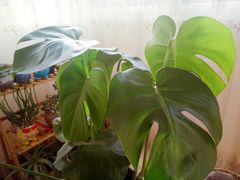 -金科花卉市场