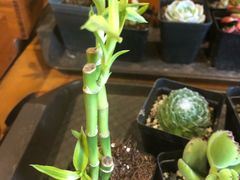 -密讯馆密室逃脱&换装侦探剧(环球港旗舰店)
