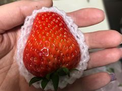 -菜园坝水果市场