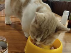 -猫小院猫主题餐厅(三里屯店)