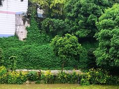 -南山植物园