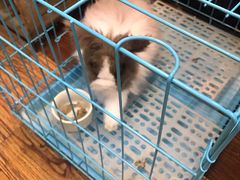 -志龙皇冠吃货椰子铺