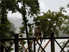 -黔灵山公园