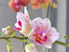 -博多新记·粤菜